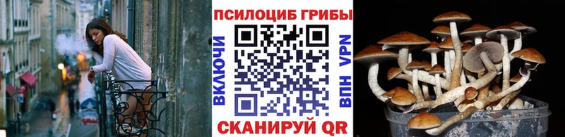 Галлюциногенные грибы Psilocybe  цена   Городовиковск 